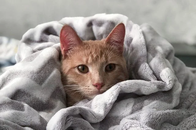 Guide to dog raising...