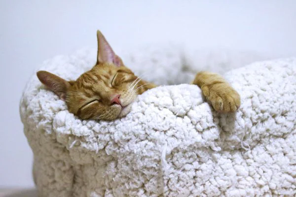 Small pets that are ...